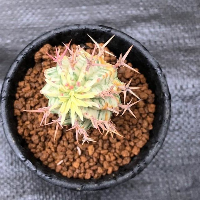 多肉植物：ユーフォルビア ステリスピナ 群星冠錦*幅2.5cm