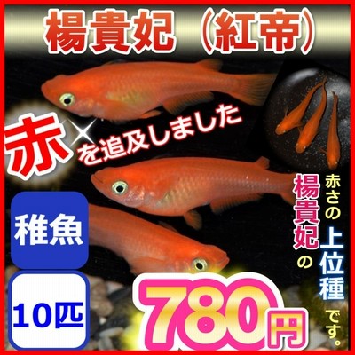 紅帝 楊貴妃メダカ 紅帝 楊貴妃めだか 稚魚10匹 通販 Lineポイント最大0 5 Get Lineショッピング