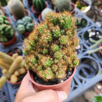P老闆園藝~金獅子岩 仙人掌 3吋盆 1吋盆