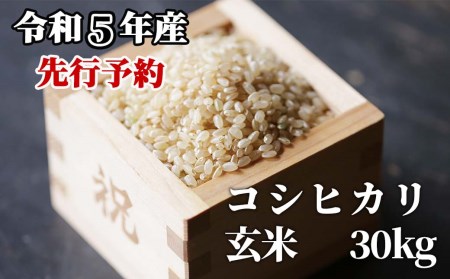 玄米 30kg 令和5年産 コシヒカリ 岡山 「おおがや米」生産組合 G-ad-ACZA