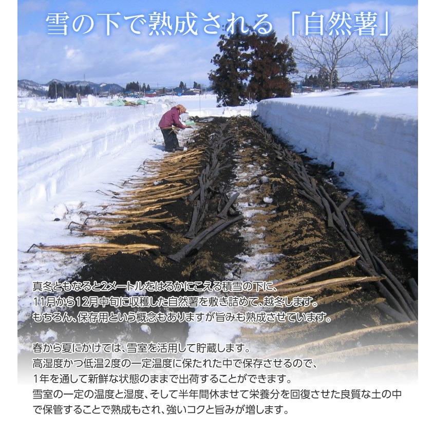 山形県産大石田 雪下 自然薯 じねんじょ 秀品 1キロ（2〜3本入り） 産地直送 とろろ ご飯 冷蔵 同梱不可 送料無料