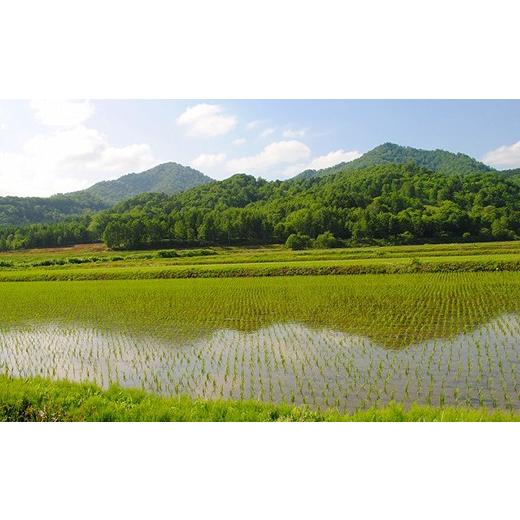 ふるさと納税 北海道 愛別町 愛別町産米（ななつぼし5kg＆ななつぼし2kg）12ヶ月定期配送