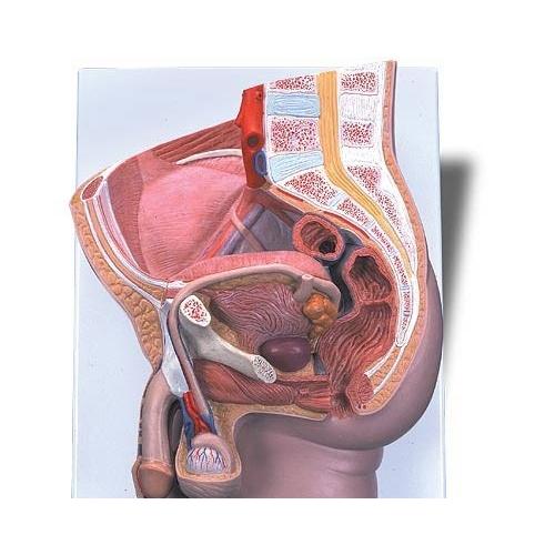 ドイツ製　男性骨盤モデル　実物大　男性骨盤模型 3B Scientific Amazon.co.jp: 実物大の男性骨盤模型 - 男性骨盤モデル - 3B