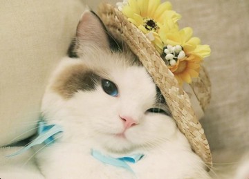 (Test Product) Choco Perfume V45-v2  100g  1個