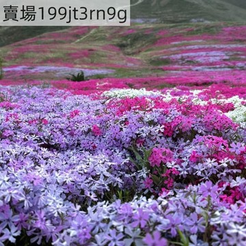 現貨🌺【芝櫻花種子】🌺（500粒）四季多種顏色 花種子 柃木種子 易種易活 陽臺庭院盆栽種籽 發芽率95% 爆盆花海種子
