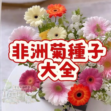 🌷🌷非洲菊種子大全【非洲菊種子】 今年新籽 發芽率高 見土即活 花開爆盆 四季可播  新手易種易活 陽台庭院盆栽