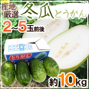 ”冬瓜（とうがん）” 2～5玉前後 約10kg トウガン 加茂瓜 送料無料