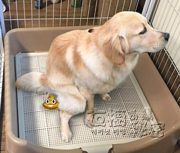 狗狗廁所上大號拉屎拉布拉多狗便盆沖水神器自動大型犬坐便器用品 幸福驛站