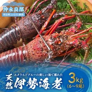 ふるさと納税 エメラルドブルーの美しい海で獲れた天然伊勢海老３kg（６〜９尾）！ 鹿児島県和泊町