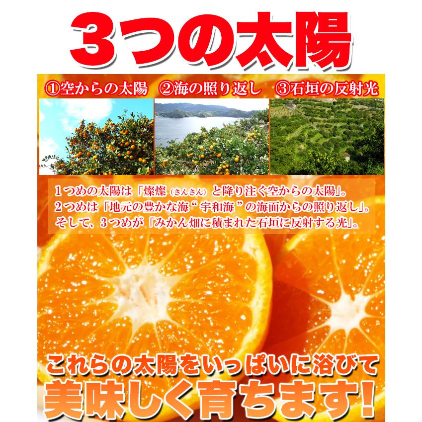 冷凍みかん 21個 7個入×3袋 約900〜1000g 愛媛県西宇和産みかん えひめのあまーい冷凍みかん