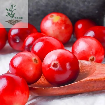 青禾園藝（大果蔓越莓種子）MY-2曼越橘種子 酸果莓小紅莓  蔓越橘種子 紅豆莓果 盆栽地栽高產漿果種子#自留種