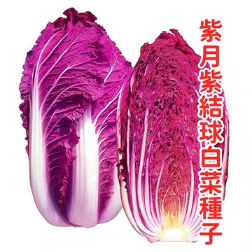 紫月紫結球白菜種子 紫色白菜苗 台灣四季可種 結球紫甘藍 家庭菜園 觀賞食用 耐熱易栽 新手友善 速發芽 有機栽培
