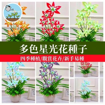 【春星花/藍星花】星光花種子 綻放小巧藍紫星辰 易栽多年生 耐熱開花不斷 園造地被 陽台盆栽 蜜源植物
