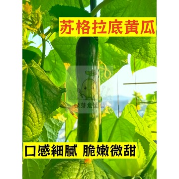 🌱早熟高產（苏格拉底黄瓜種子HG-18）口感細膩 脆嫩微甜 胡瓜種子 抗病抗旱易種植 高產爬藤蔬菜種子#果菜類
