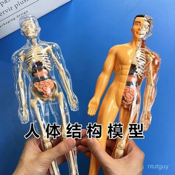 人體器官玩具人體骨架模型仿真醫學拚裝軀幹結構內臟 5MYH