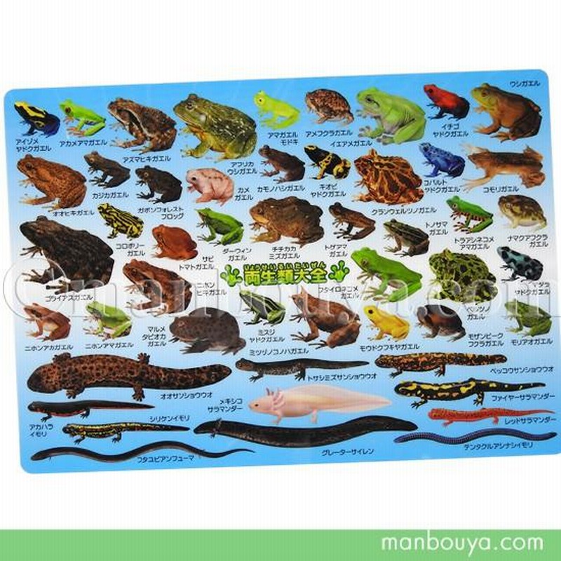 A4サイズ 下敷き カエル サンショウウオ 図鑑 文房具 ザ
