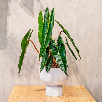 橘梗蔓綠絨 直紋盃型陶瓷盆栽 辦公室植栽 開幕送禮 喬遷禮物