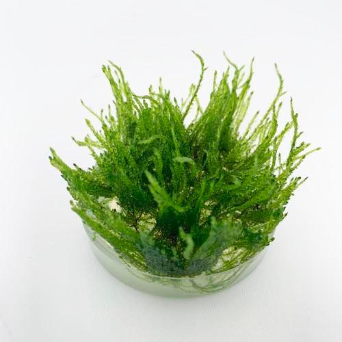 組織培養水草 病原菌なし コケなし プラナリアなし スネールなし 無農薬 アクアリウム トロピカ 1 2 Grow ウィーピングモス 通販 Lineポイント最大0 5 Get Lineショッピング
