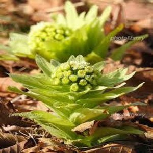 お取り寄せ 山形県産 全国送料無料 飯豊ばあちゃんの煮物 天然ふきのとう味噌 100ｇを2袋 メール便 代引き不可 冷凍保存も可能