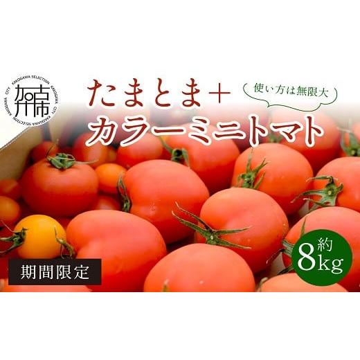 ふるさと納税 兵庫県 加古川市 たまとま＋カラーミニトマト(約8kg)《 野菜 トマト ミニトマト カラートマト 期間限定 送料無料 おすすめ 美味しい セッ…