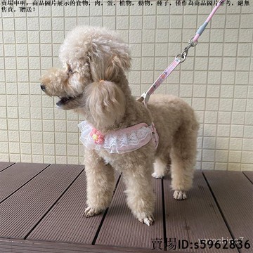 【台灣免運】狗狗牽引繩蕾絲花邊胸揹帶泰迪比熊小型犬牽引狗繩外出遛狗繩狗鏈