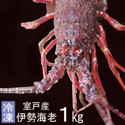 室戸産伊勢エビ1kg