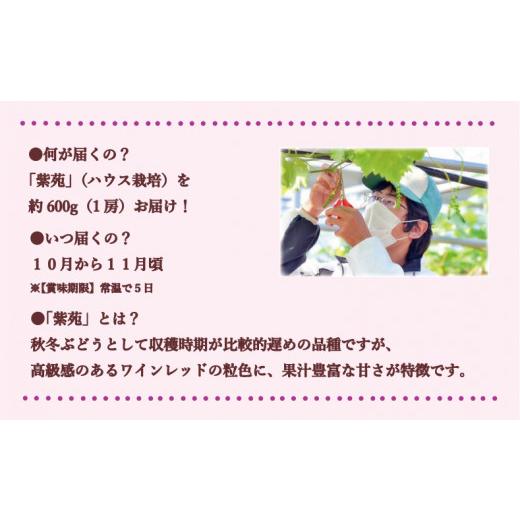 ふるさと納税 岡山県 備前市 岡山県備前市産　樹上完熟　「紫苑」（ハウス栽培）1房