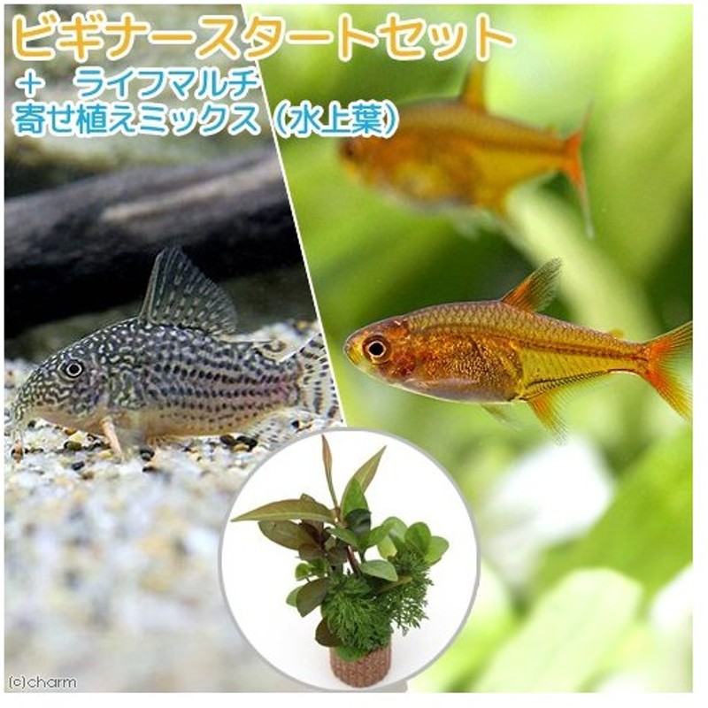 熱帯魚 水草 ビギナースタートセット ファイアーテトラ １０匹 コリドラス ステルバイ １匹 北海道航空便要保温 通販 Lineポイント最大0 5 Get Lineショッピング