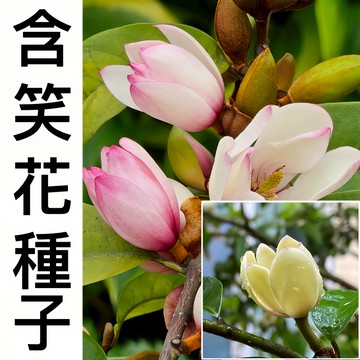 現貨新手易種【含笑花種子】（50粒） 四季濃香深山含笑花 含笑花種子 樂昌含笑/紅花含笑樹種子 濃香型花卉 觀賞花卉種子