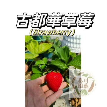 台灣現貨（日本古都華草莓種子CM-4） 小個頭紅草莓~超甜品種不酸高產早熟四季水果種子#strawberry