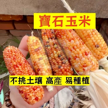 🌱早熟高產 寶石玉米種子YM-6  不挑土壤 適應力強 生長勢快 番麥 玉蜀黍 包穀 易種植 高產陽台盆栽蔬菜種籽