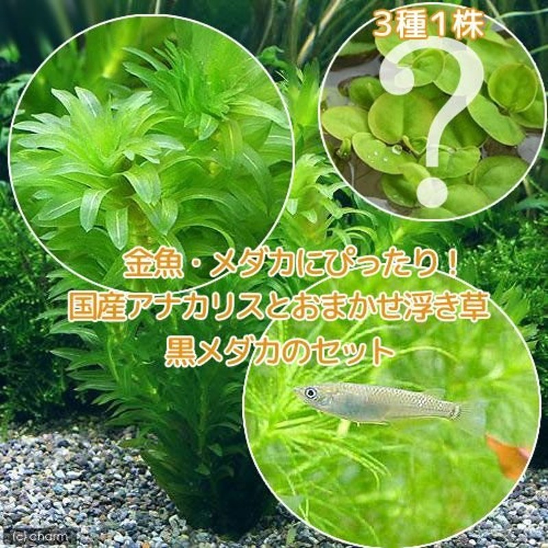 30本20cm以上 無農薬アナカリス(オオカナダモ)餌水草金魚草金魚藻 - 水草