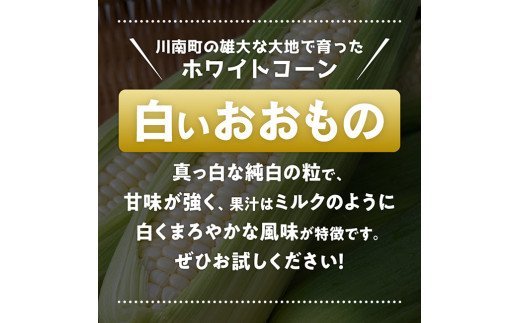 政岡さんちのスイートコーン「白いおおもの（ホワイトコーン）」4.5kg [E6505]