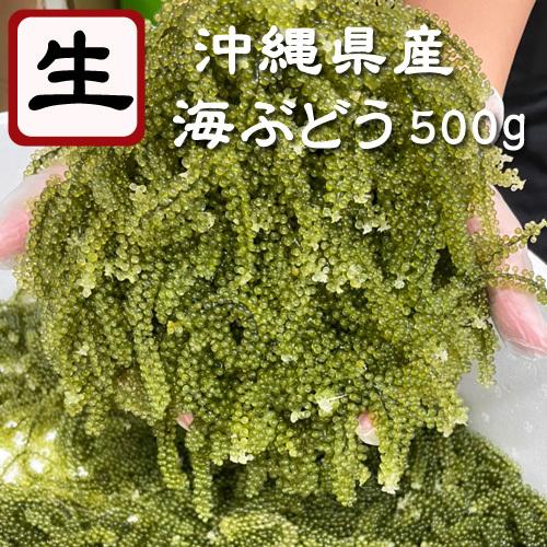 生 海ぶどう500g