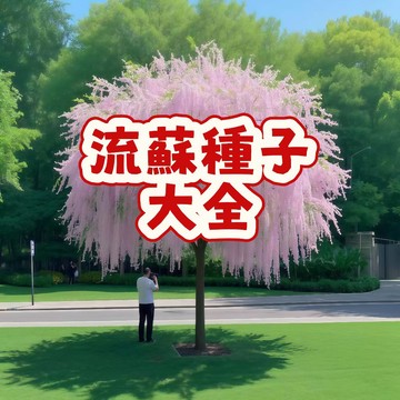 現貨（ 流蘇種子大全）當季新籽 發芽率高四季開花濃香 新手簡單好養 室內外植物陽臺庭院盆栽觀賞花卉 耐寒耐熱 #超優惠