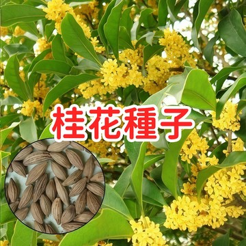 【桂花種子】台灣精選桂花種子 木犀丹桂金桂銀桂四季桂 香花植物盆栽庭院綠化 花香濃郁 九里香岩桂仙樹 播種繁殖