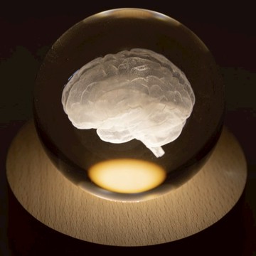 【賽先生科學工廠】透視大腦水晶紙鎮組(含發光底座)