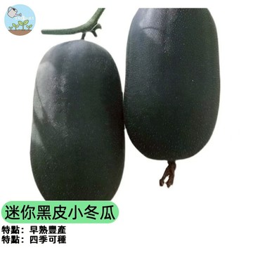 【陽台也能種】迷你黑皮小冬瓜種子 黑皮冬瓜/黑肉冬瓜 家庭盆栽專用 免搭架好採收 果肉厚實 炒煮皆宜 耐熱易種