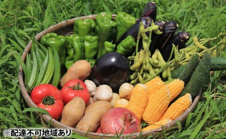 甘味に自信あり！彩り 野菜 BOX（7種類）