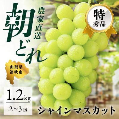 ふるさと納税 笛吹市 先行受付 2024年発送 美味しいシャインマスカット 2〜3房 約1.2kg 山梨県笛吹市