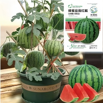 【現貨可開收據】大包裝裝盆栽冰糖小西瓜（約50粒）紅玉西瓜紅壤蜂蜜小西瓜 皮薄個頭小好種植麒麟瓜/原裝包對版