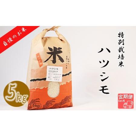 ふるさと納税 垂井町産ハツシモ(5kg×6回） 岐阜県垂井町