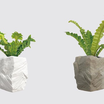 │ 方盆系列 │銀翼山蘇 - 觀葉植物 水耕盆栽 波浪葉