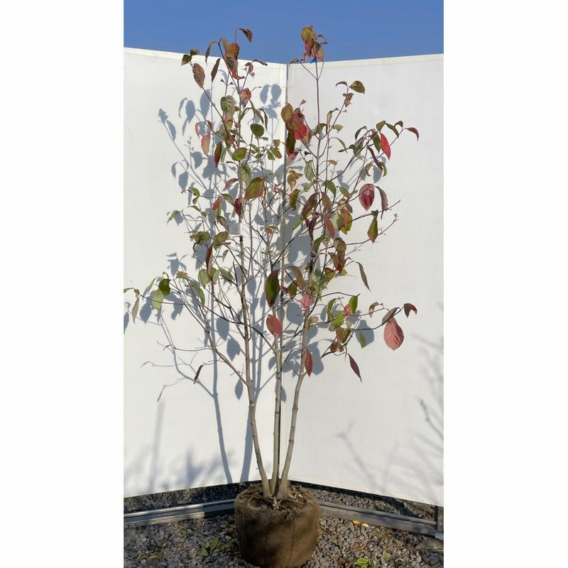 ハナミズキ/クラウドナイン【現品発送】管理70830 ハナミズキ/クラウドナイン【現品発送】管理70830 - メルカリ