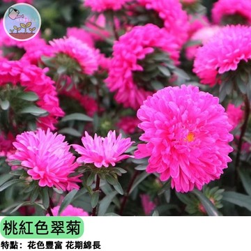 🌸【夢幻桃紅 爆花首選】桃紅色 翠菊種子 又名中國菊 切花盆栽皆宜 耐熱好種 秋播春季綻放 蜜源植物 陽台花園