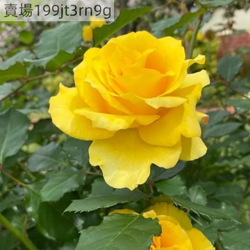 現貨🌹金枝玉葉玫瑰種子（250粒）🌹2025新種 包對版 多年生四季懶人室內外庭院盆栽花卉種子 耐寒易活 綠植物鮮花種子