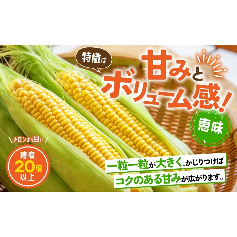 北海道産 とうもろこし 恵味 めぐみ 2L 10～12本 朝採り 恵み トウモロコシ 玉蜀黍 とうきび 大きめ スイートコーン 甘い 旬 夏 新鮮 もぎたて 朝採れ 産地直送