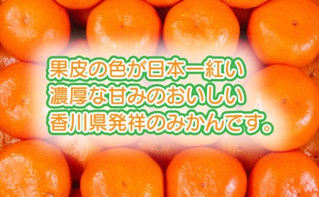 年内発送 みかん 小原紅早生 約 5kg 小原紅早生 香川 みかん さぬき市 みかん 12月出荷 みかん 年内最終28日 みかん