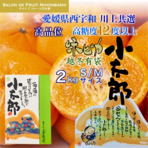 [予約1月5日-1月31日の納品] 味ピカ 小太郎 約2kg 小玉 愛媛県 越冬有袋 川上共選 JAにしうわ