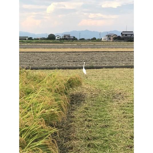 コシヒカリ玄米5kg［徳島県：すばる農園］